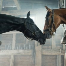 War Horse: una tenera immagine dei cavalli protagonisti tratta dal film