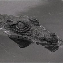 Tabu: una scena del film diretto da Miguel Gomes