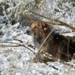 Il protagonista canino di Darling Companion sperduto nel bosco