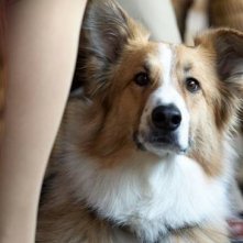 Il tenero e peloso protagonista di Darling Companion