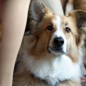 Il tenero e peloso protagonista di Darling Companion