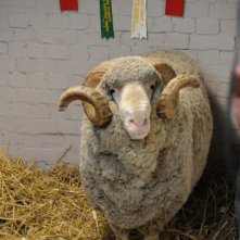 Tre uomini e una pecora: l'ariete Ramsy in una scena del film