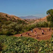La sorgente dell'amore: le donne e il raccolto in una scena del film