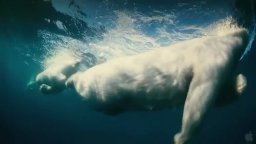 Trailer - To The Arctic 3D