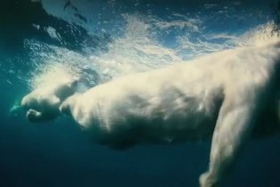 Trailer - To The Arctic 3D