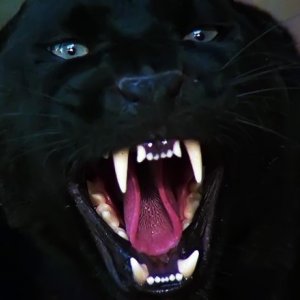 Il bacio della pantera, una sequenza del film