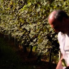 I giorni della vendemmia: un'immagine del film