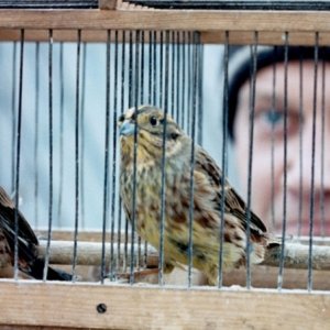 Silent Souls: Igor Sergeyev con i suoi uccellini in una scena del film