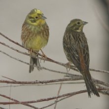 Silent Souls: una tenera scena del film di Aleksei Fedorchenko