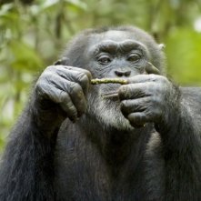 Chimpanzee, una immagine del documentario