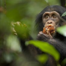 Chimpanzee, una immagine del documentario realizzato nel 2012