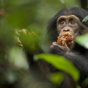 Chimpanzee, una immagine del documentario realizzato nel 2012