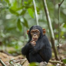 Chimpanzee, una sequenza del documentario realizzato nel 2012