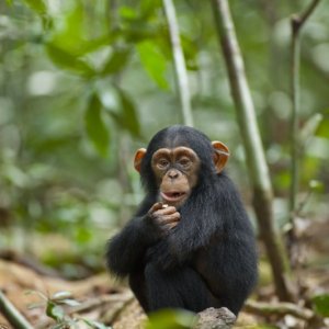 Chimpanzee, una sequenza del documentario realizzato nel 2012