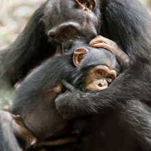 Chimpanzee, una tenera sequenza del documentario