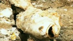 Trailer - Last Call at the Oasis