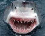 Cannes 2012: Attenti a Lo squalo