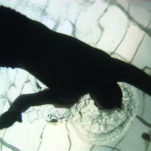 Mystery: una scena in acqua tratta dal film