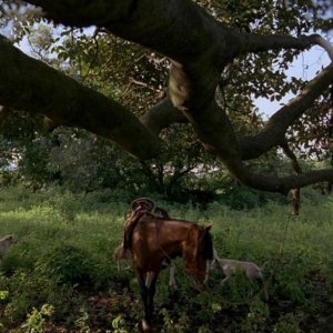 Post Tenebras Lux: un'immagine di campagna tratta dal film