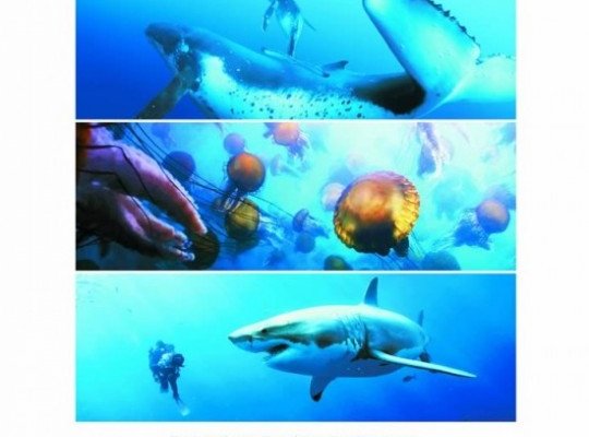 La vita negli oceani la locandina internazionale del film 241006