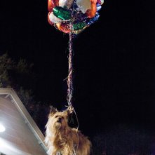 Project X - una festa che spacca: un cagnolino aereo per i festeggiamenti in una scena