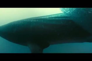 Trailer Italiano - La vita negli oceani