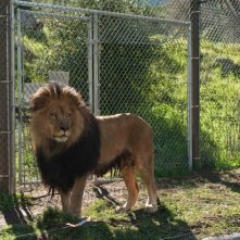 La mia vita è uno zoo: uno dei bellissimi leoni del film