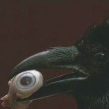 Uno dei corvi del film Opera (1987)