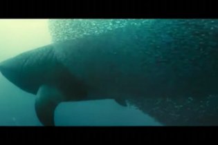 Video-recensione La vita negli oceani