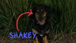 Trailer - I Heart Shakey