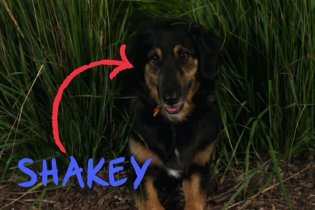 Trailer - I Heart Shakey