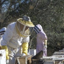 More Than Honey: una scena del documentario di Markus Imhoof