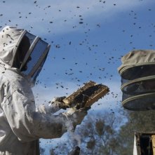 More Than Honey: una scena tratta dal documentario di Markus Imhoof