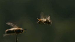 Trailer - More Than Honey