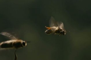 Trailer - More Than Honey