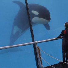 Un sapore di ruggine e ossa: Marion Cotillard di spalle in una scena del film