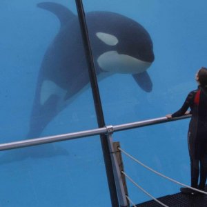 Un sapore di ruggine e ossa: Marion Cotillard di spalle in una scena del film