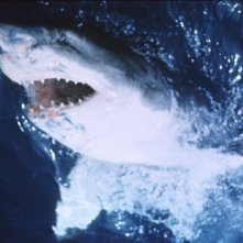 Lo squalo: un'immagine della creatura