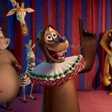Madagascar 3: ricercati in Europa, Melman, Marty, Alex, Gloria insieme a Stefano, il leone marino ammaestrato, in una scena