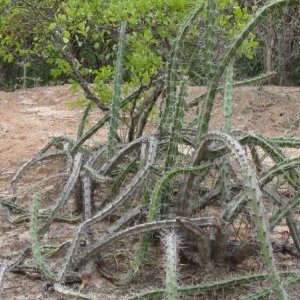 El impenetrable: una 'spinosa' immagine del documentario diretto da Daniele Incalcaterra