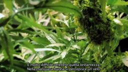 Featurette 'La serra' - Le belve