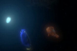Video-recensione Alla ricerca di Nemo in 3D