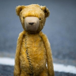 L'orsetto protagonista di Animals, pellicola spagnola del 2012