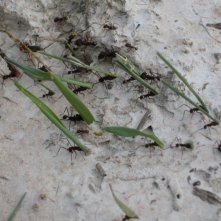 One Life Formiche Operaie In Una Scena Del Documentario 255996