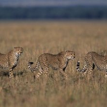 One Life: ghepardi in branco in un'immagine del documentario