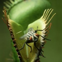 One Life: la pianta carnivora Venus acchiappamosche in un'immagine del documentario