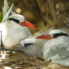 One Life: uccelli tropicali in una scena del documentario
