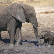 One Life: un'elefantessa con il suo piccolo in una scena del documentario