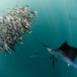 One Life: un'immagine tratta dal documentario