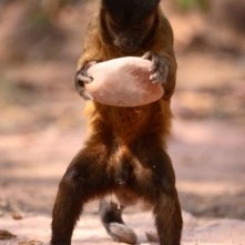 One Life: una scena del documentario